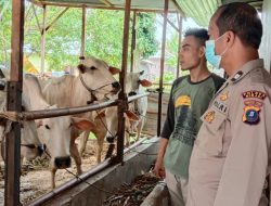 Sambangi Pertenakan ||Bhabinkamtibmas Kelurahan Tunggurono  Aiptu Pestana Ginting Cegah Penyakit PMK