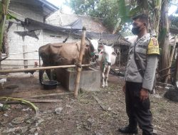 Monitoring Pertenakan ||Bhabinkamtibmas Desa Bekulap Kec Selesai Polsek Selesai Aiptu  Dedi Dores Pinem Beri Imbauan Cegah Penyakit Pmk