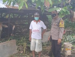 Monitoring Pertenakan ||Bhabinkamtibmas Kelurahan Kelurahan Kelurahan Tanah Seribu Aiptu Adong Munthe Beri Imbauan Cegah Penyakit Pmk