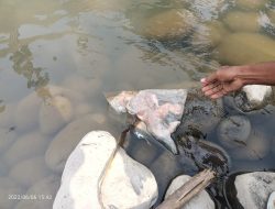 Polsek Binjai Barat Polres Binjai Tangani Penemuan Mayat/Janin Bayi