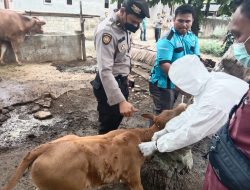 SATGAS OPS AMAN NUSA II PENANGANAN WABAH PMK POLRES BINJAI BERSAMA UNSUR TNI-AD DAN TIM VAKSINTOR HEWAN TERNAK DINAS KETAPANG KOTA BINJAI MELAKSANAKAN VAKSIN 100 DOSIS TERHADAP SAPI MASYARAKAT