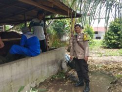 KEGIATAN VAKSINASI TERHADAP HEWAN LEMBU DALAM RANGKA ANTISIPASI VIRUS PMK (PENYAKIT MULUT DAN KUKU) DI DESA NAMU UKUR UTARA