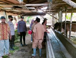 Cegah PMK Polsek Binjai Timur Dampingi Dinas Ketahanan Pangan dan Peternakan  Kota Binjai Laksanakan Vaksinasi Sapi