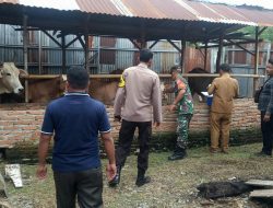 Percepatan Vaksinasi PMK, Bhabinkamtibmas Bersama Babinsa Lakukan Pendampingan Vaksinasi Pada Hewan Ternak