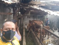 Sambangi Pertenakan ||Bhabinkamtibmas Bhabinkamtibmas Kel. Jati Utomo / Kel. Jati Karya Beri Imbauan Cegah Penyakit PMK