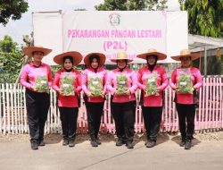 Bhayangkari Cabang Binjai Panen Sayur di Kebun P2L