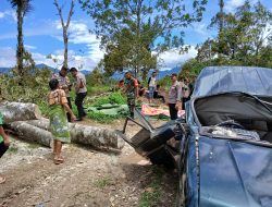 Saat Berlibur di kebun durian miliknya, satu keluarga di timpa pohon tumbang