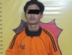 Asik Curi Sawit Milik PT, Pelaku Di Ciduk Polisi