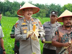 Kapolres Binjai Turun Langsung Bersama Pejabat Utama dan Kelompok Tani Panen Raya Jagung di Desa Padang Cermin